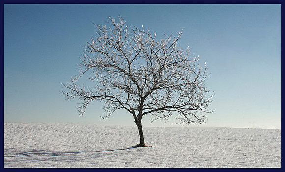 Ice Tree copy